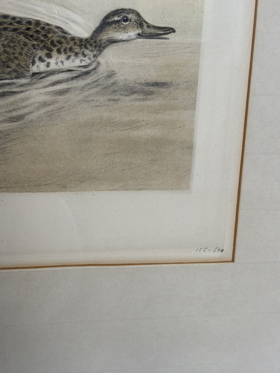 Image 1 of Original Léon Danchin Etching – English Setter & Duck – Signed Hunting Art
