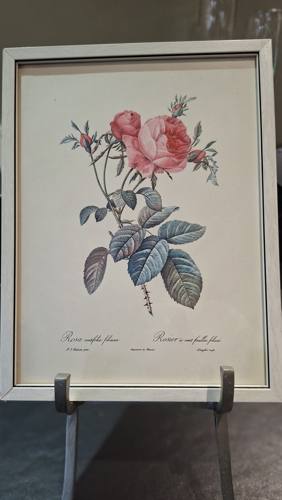 Image 1 of 3 x brocante paintings botanical print of 3 colors of roses