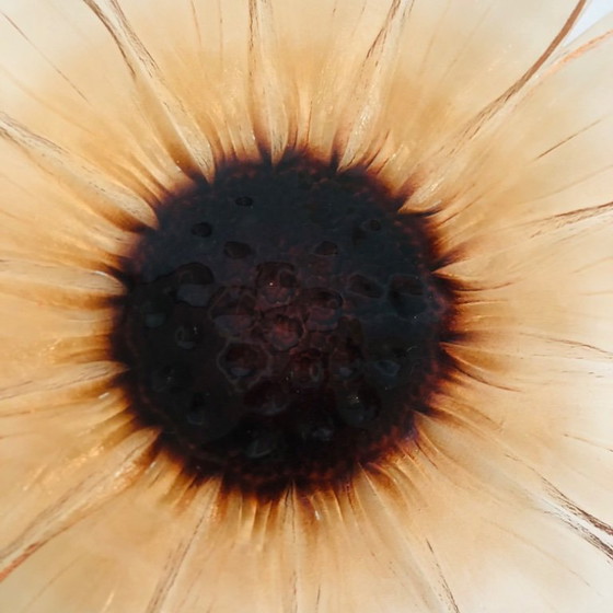 Image 1 of Plato con forma de girasol en vidrio moldeado y prensado, circa 1960.