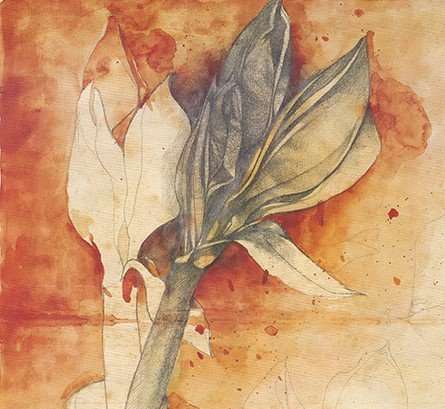 Bruno Bruni---Amaryllis --Hand-signed