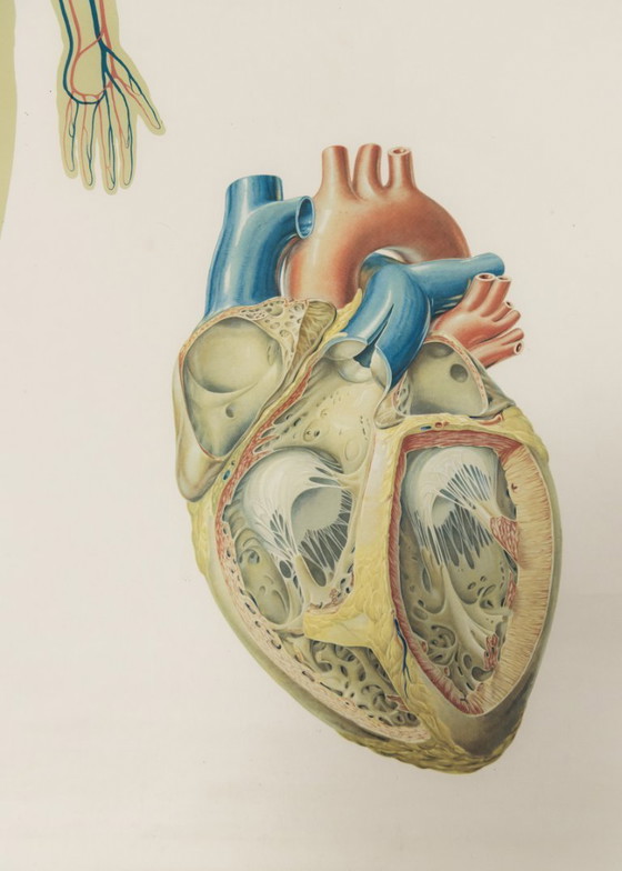 Image 1 of Original Vintage Schulwandkarte Mensch Blutkreislauf Anatomie Plakat Lehrtafel Rollkarte Biologie DHM Dresden DDR