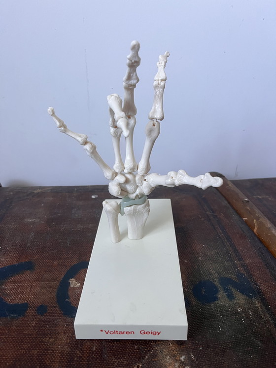 Image 1 of Anatomical decoration x 5