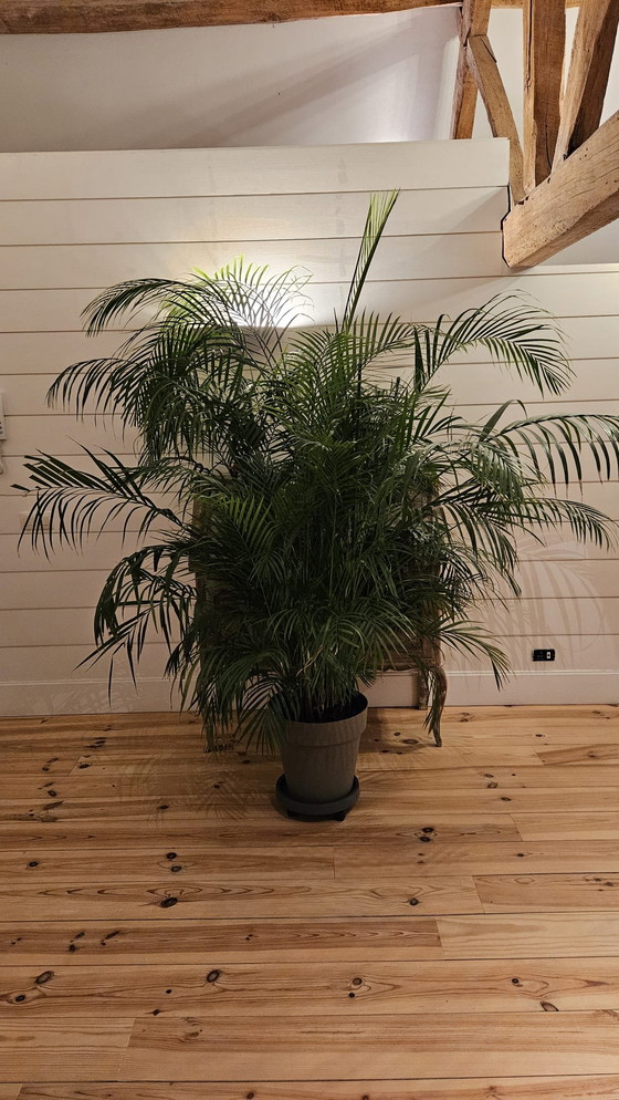 Image 1 of Große, schöne Pflanzen als Ersatz für das Weihnachtsgrün