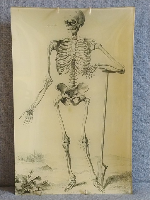 John Derian decoupage art wall plate