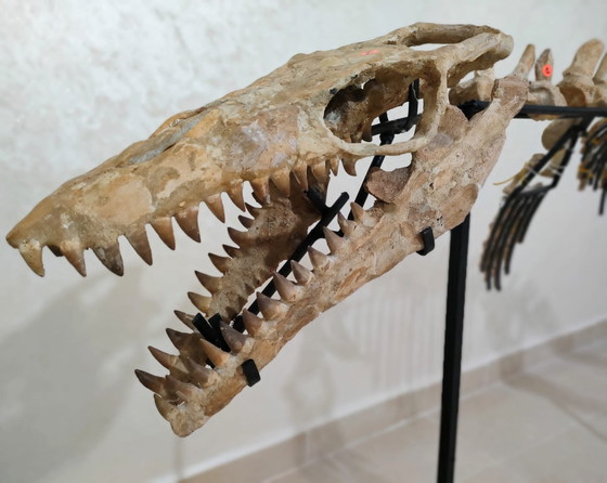Image 1 of Mosasaurus – Cretaceous Marine Reptile
Large Mosasaurus