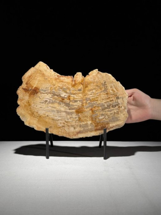 Madera fosilizada de Sooka, soporte hecho a medida (nuevo)