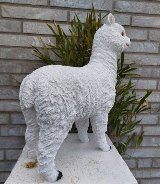 Image 1 of alpaga joyeux