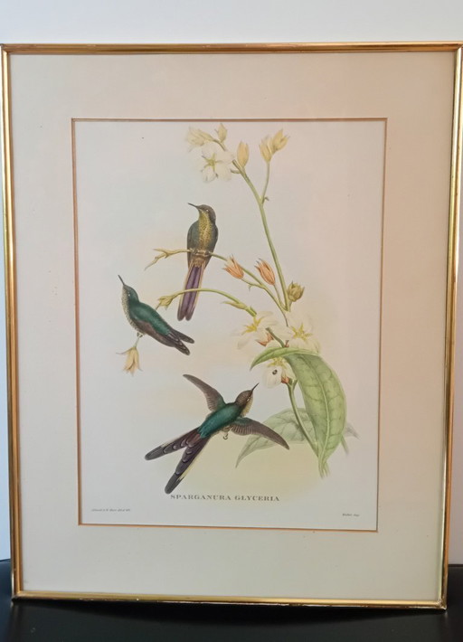 John Gould, Sparganura Glyceraia