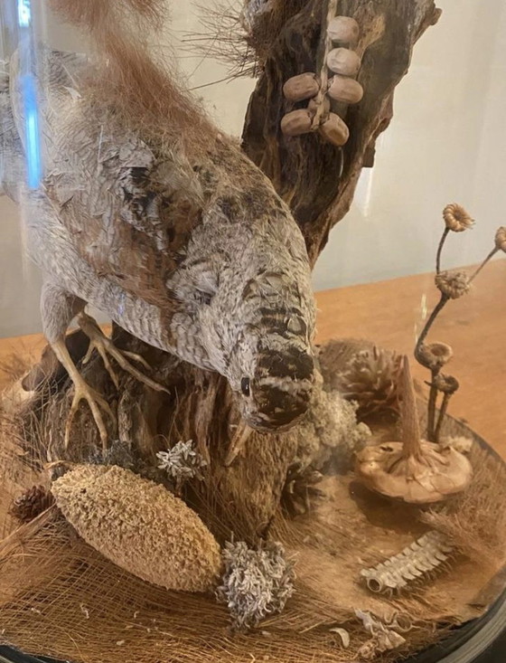 Image 1 of Antike viktorianische, sehr große Glaskuppel mit ausgestopften Vögeln und einem Eichhörnchen aus der Zeit um 1900