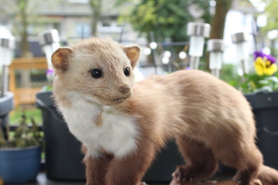 Image 1 of Trophée de martre empaillée vintage provenant d'une propriété, en bon état de conservation, avec matériel de fixation murale.