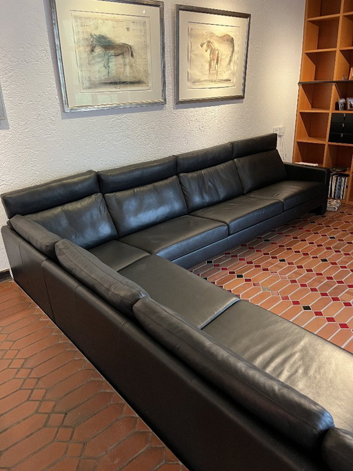 XXL COR Consenta in pelle nera