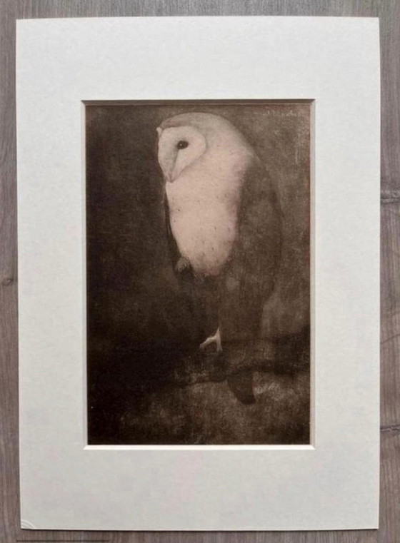 Image 1 of Jan Mankes 1889-1920 / Heliograbado original de un búho en la rama de un árbol, 1923