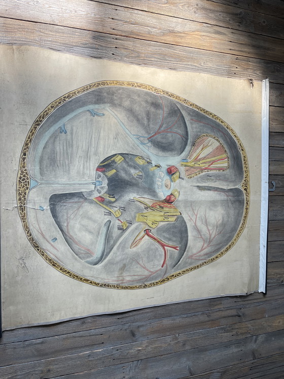 Image 1 of 1911 Cartel anatómico de época de un corte transversal del cerebro humano,