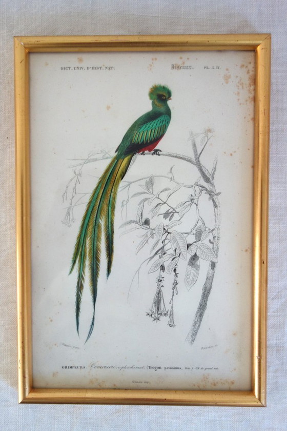 Image 1 of 5 incisioni antiche di uccelli incorniciate