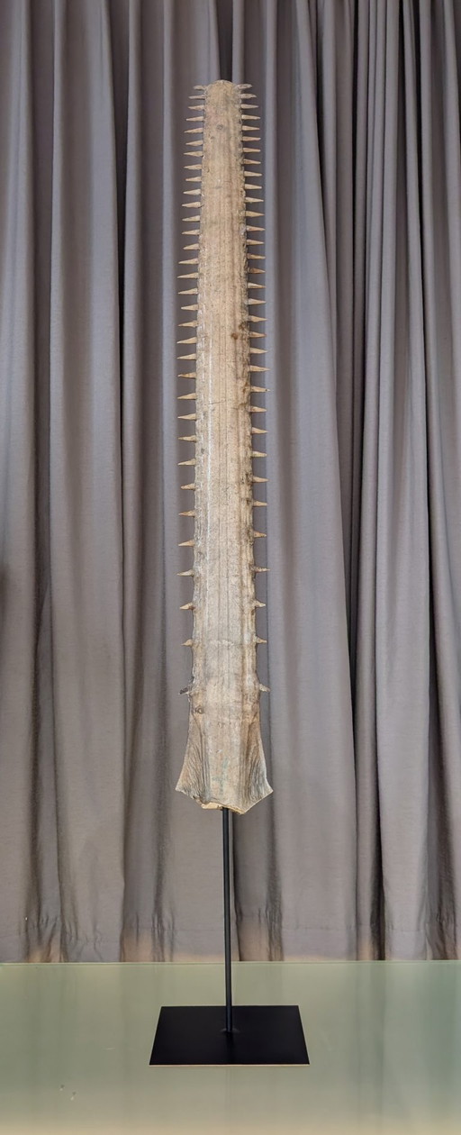 Antique Sawfish Rostrum 130 cm - 169 cm (Pristis pristis)