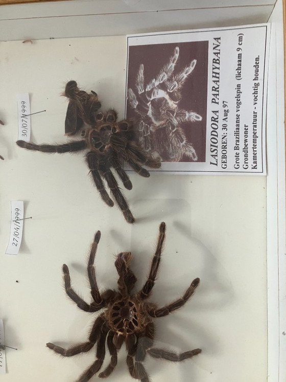 Image 1 of 4 vitrines de taxidermie pour tarentules