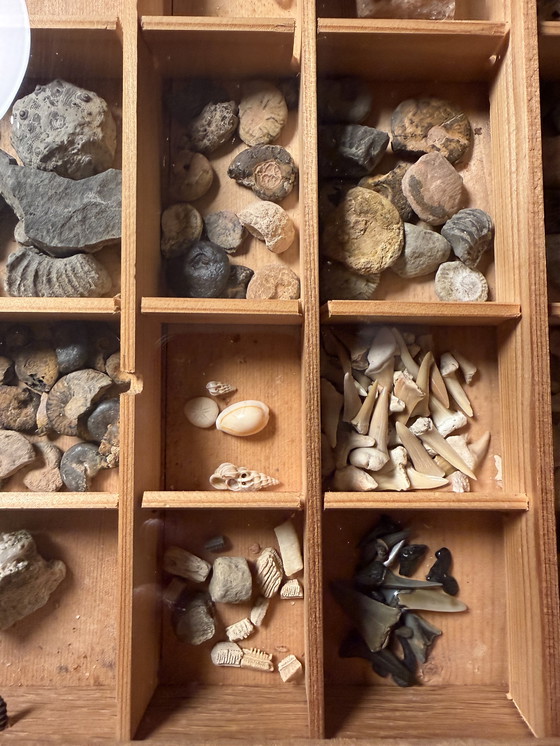 Image 1 of Antike Museumsvitrine mit Fossilien