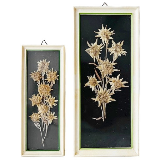 Ensemble vintage de peintures de fleurs séchées du milieu du siècle Edelweiss années 1950