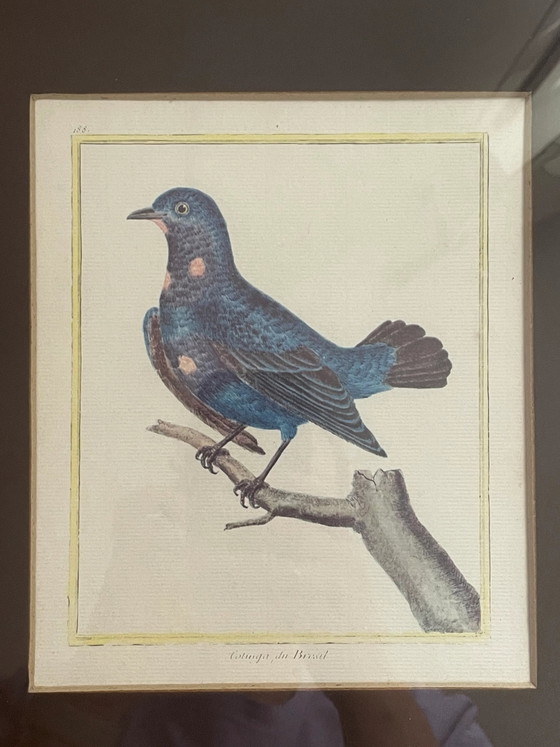 Brasilianische Vogellithographie – Lithographien & Drucke, Wood (photo 5 of 5)