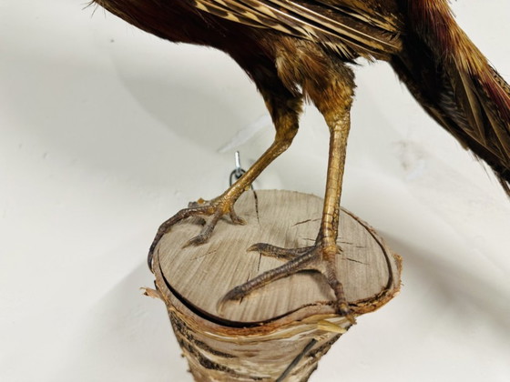 Antique stuffed Golden Pheasant Rooster – Decorative Objects, Wood, Other (photo 10 of 14)