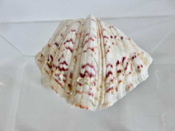 Image 1 of Marisco Hippopus hippopus, almeja moteada, Océano Índico, Pacífico Occidental