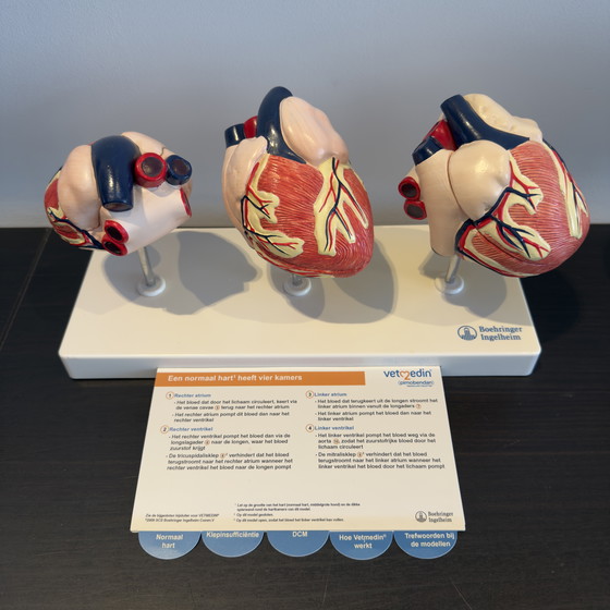 Image 1 of Modello animale di cuore in tre parti - Boehringer Ingelheim Vetmedin