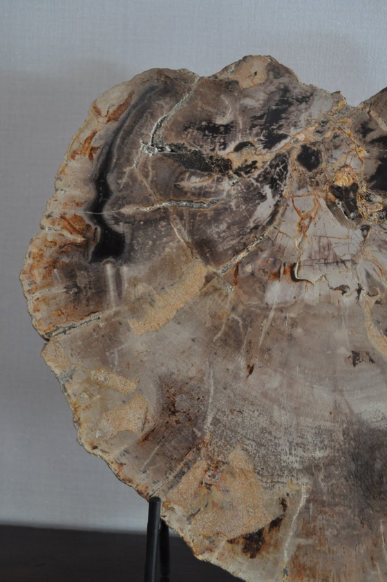 Image 1 of Sezione o pezzo di legno pietrificato sul suo supporto (rerf 3174)