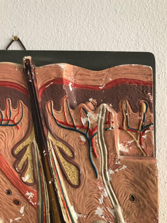Anatomical Panel, Italy, 1950s – Wall decoration (photo 4 of 6)