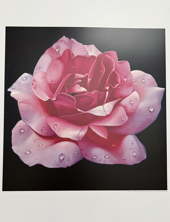 Image 1 of Franco Campana: "Pink Rose". Beautiful colors!