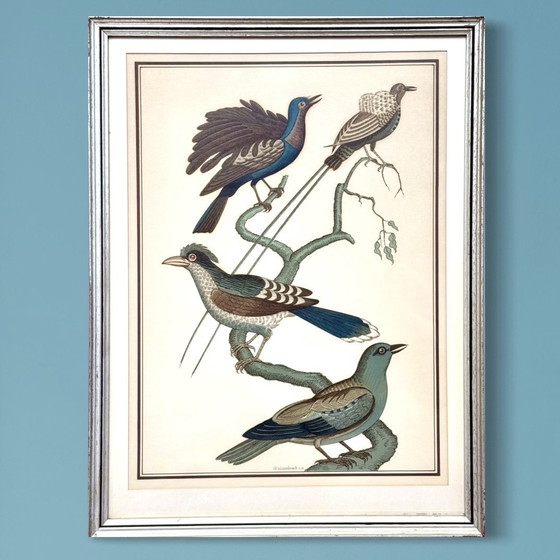 Image 1 of Lithographie ornithologique ancienne, Georges-Louis Leclerc, années 1920, imprimée par Weissenbruch S.A.