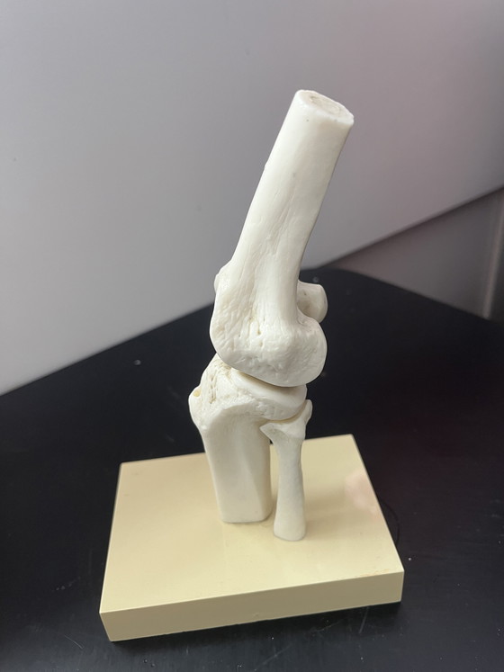 Image 1 of Ginocchio