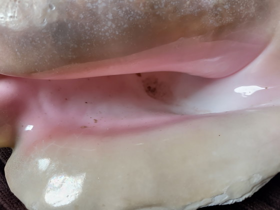 Image 1 of Grand coquillage rose avec reflet velouté, 21x15cm, Bahamas, conch