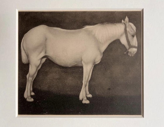 Image 1 of Jan Mankes 1889-1920 / Original Heliogravüre Weißes Pferd 1923