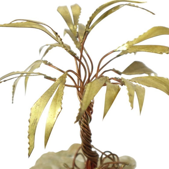 Image 1 of Palma sulla roccia Daniel D'Haeseleer