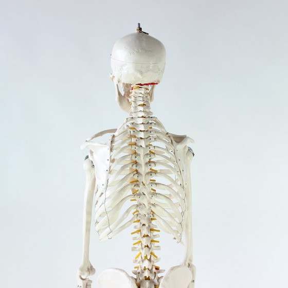 Image 1 of Freestanding Vintage Human Skeleton Anatomy Model, Czechoslovakia 1980s