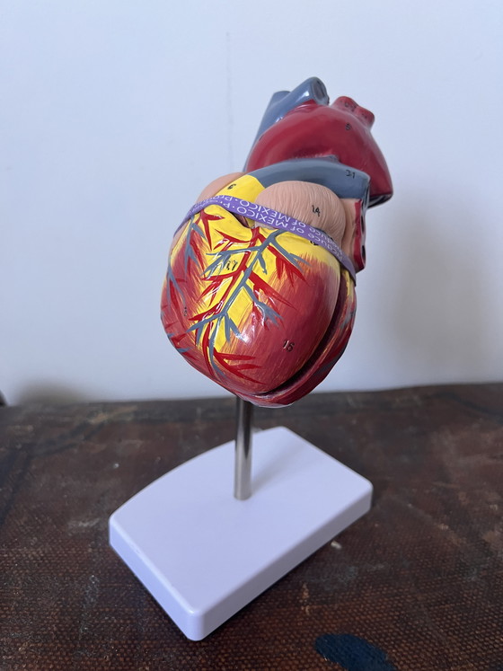 Image 1 of Anatomical decoration x 5