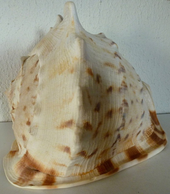 Image 1 of Cassis Cornuta (conchiglia di timone) grande, 22 cm.