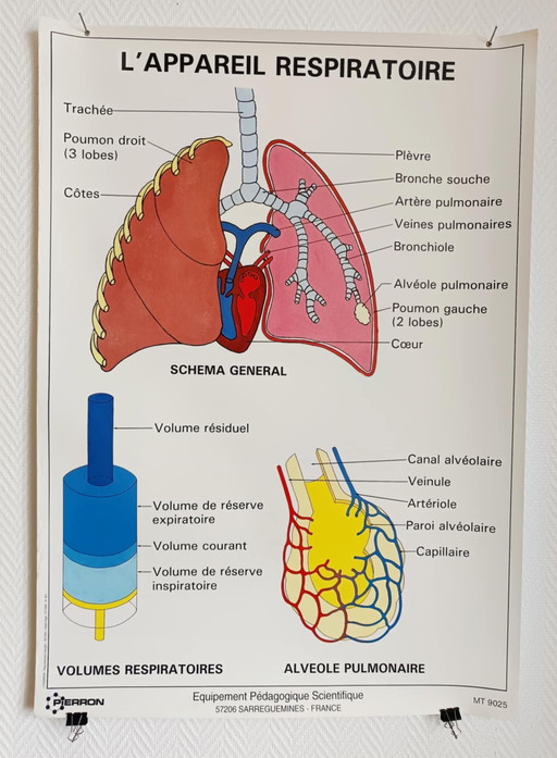 Pädagogisches Poster für die Schule "Das Atmungssystem".