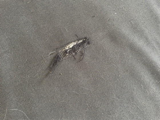 Image 1 of Sofá y otomana Ligne Roset