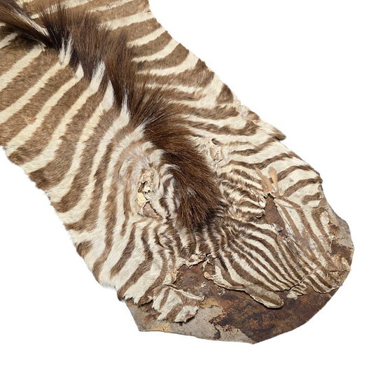 Image 1 of Morceau de vieille peau de zèbre collé sur du cuir, milieu du XXe siècle