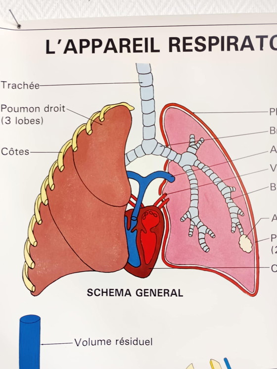 Image 1 of The respiratory system" school poster