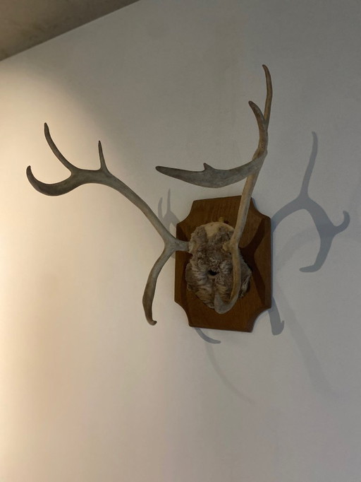 Corna di cervo su scudo di legno – trofeo di caccia d'epoca, XX secolo