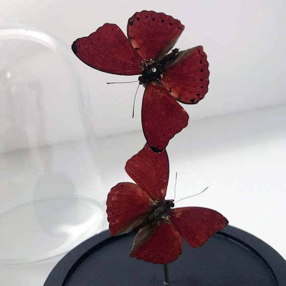 Image 1 of Cymotoe Sangaris - Aliante rosso sangue - Campana di vetro - Africa - 2020