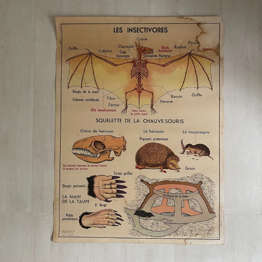 Manifesto scolastico d'epoca: Animali insettivori / Coniglio – wanddecoratie, Paper
