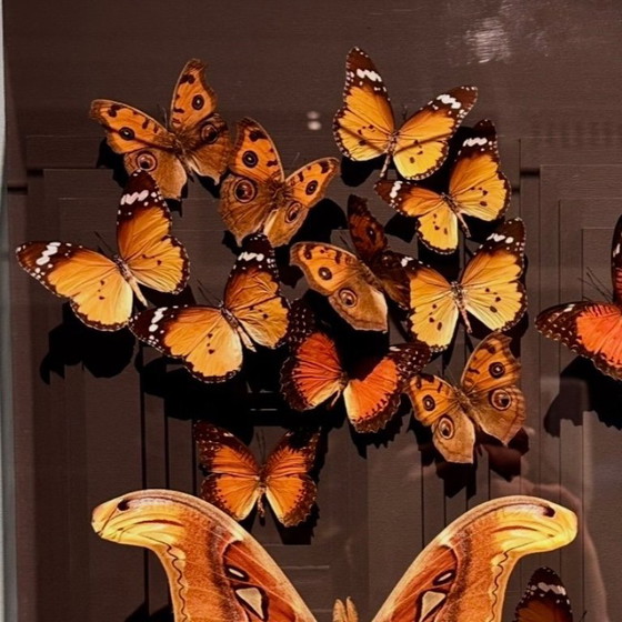 Image 1 of Butterfly box with a passe-partout in the background and with various butterflies in it, brown and red butterflies