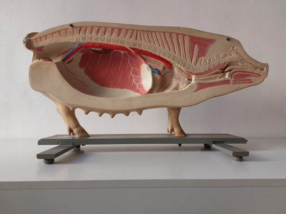 Image 1 of Modèle anatomique ancien de porc à visée pédagogique, Louis Meusel, Sonneberg
