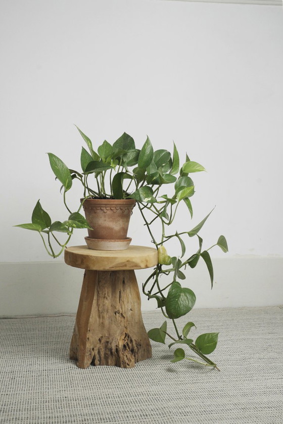 Teakhouten wortelkruk, organisch houten bijzettafeltje, rustieke sculpturale boomstronkkruk, vintage – Wood (photo 15 of 17)