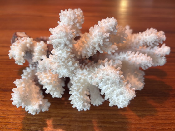 Image 1 of Natuurlijk bloemkoolkoraal (Pocillopora sp.) – witte koraalrifdecoratie 620 g