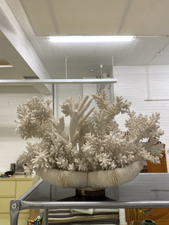 Image 1 of Decorazione di oggetti in vero corallo