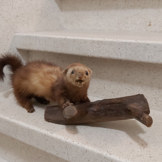 Image 1 of Polecat in taxidermy on tree trunk as educational school material